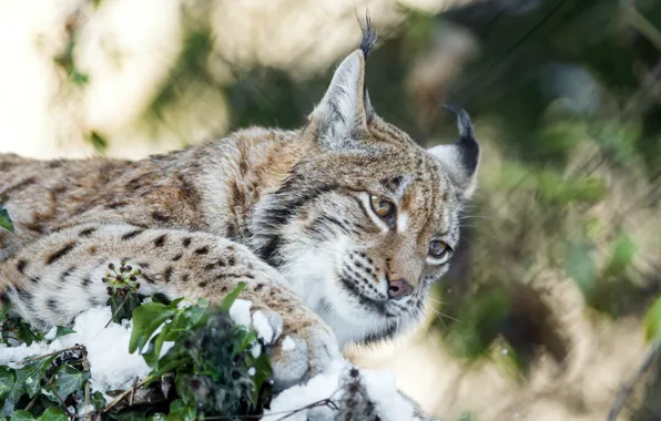 Picture cat, face, snow, lynx, ©Tambako The Jaguar