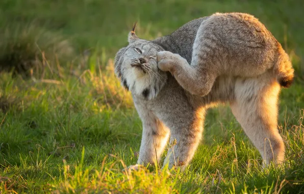 Ass, grass, face, light, pose, glade, paws, beauty