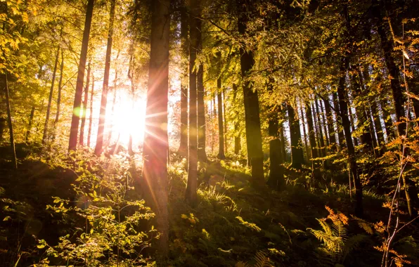 Picture forest, rays, trees, Switzerland, sunlight