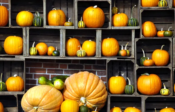 Picture harvest, pumpkin, box, rack