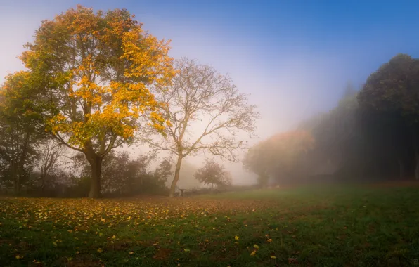 Picture autumn, fog, morning