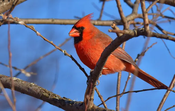 The sky, branches, nature, bird, blue background, bokeh, cardinal, red cardinal