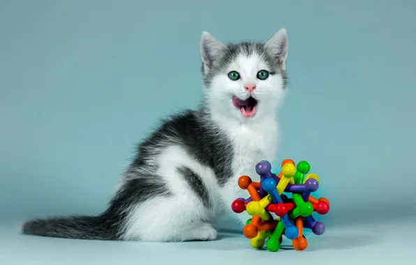 Language, cat, look, kitty, background, blue, black and white, toy