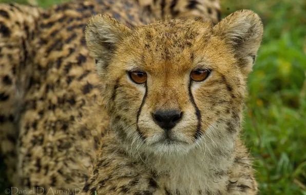 Picture face, Cheetah, wild cat