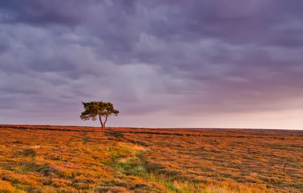 Field, the sky, grass, clouds, trees, nature