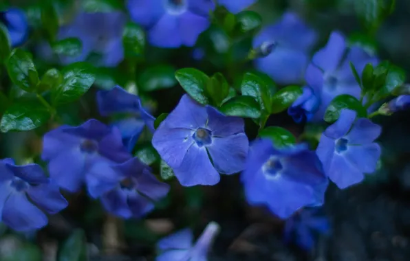 Macro, blue, periwinkle