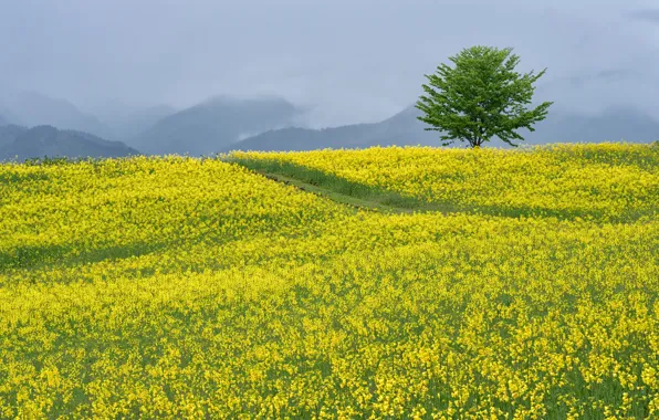 Tree, rape, rapeseed field