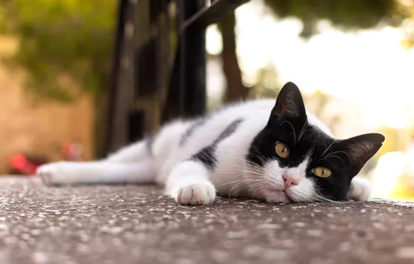 Road, cat, cat, look, face, nature, pose, lies