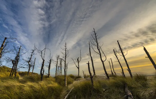 Sea, trees, nature, shore