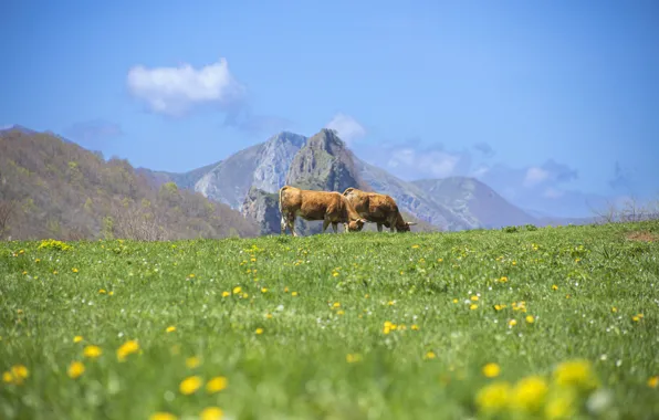 Field, the sky, mountains, blue, spring, cows, slope, pasture