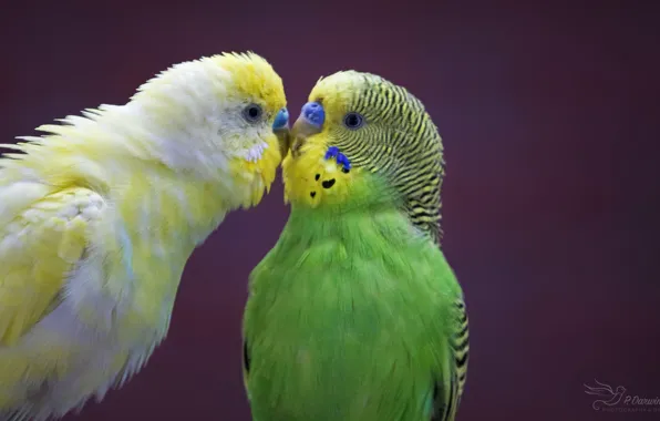 Love, birds, pair, parrots