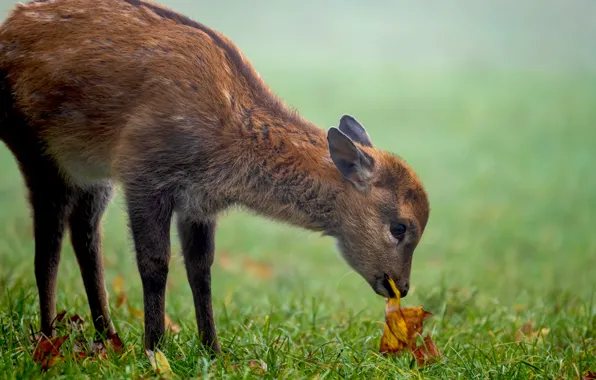 Picture grass, nature, animal, cub, fawn