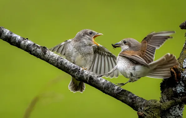 Birds, branch, a couple, chick, mining, mother, feeding