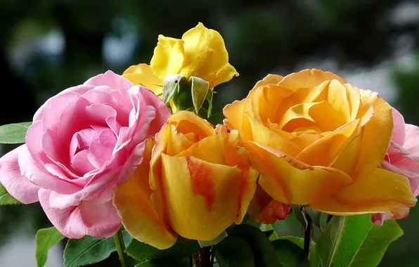 Picture macro, rose, Bush, bouquet, petals