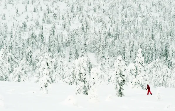 FOREST, WHITE, SKIER, SNOW, WINTER, NEEDLES, RED, TREES