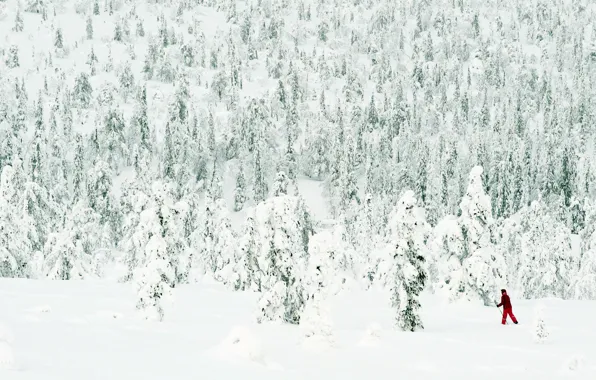 Picture FOREST, WHITE, SKIER, SNOW, WINTER, NEEDLES, RED, TREES