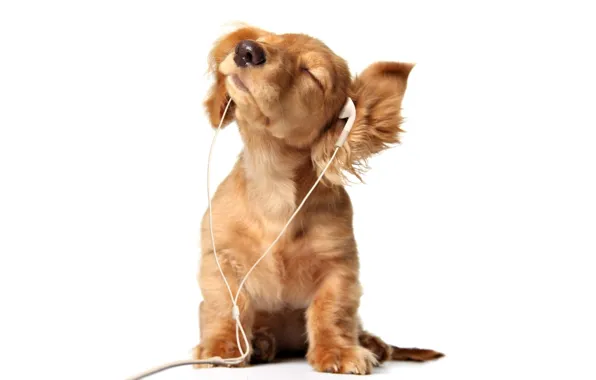 Picture Dog, headphones, puppy, ears, baldeet