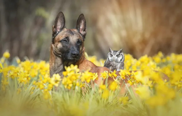 Flowers, animal, owl, bird, glade, dog, spring, garden