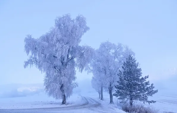 Road, trees, beauty, snow, Svetlana Povarova Ree, At the turn of winter