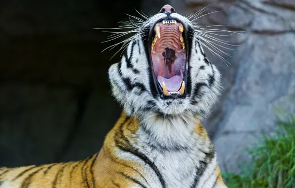 Face, mouth, fangs, wild cat, yawns, the Amur tiger