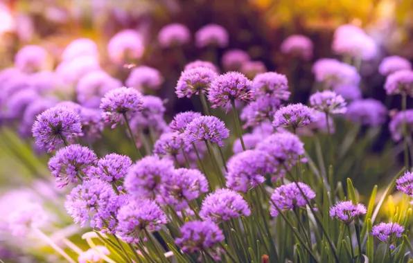 Flowers, Flower, Plant, Petals, Plants, Flower, Flowers, Flora