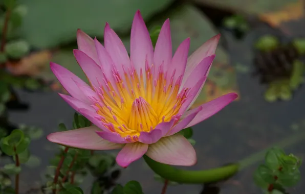 Water, petals, Nymphaeum, water Lily