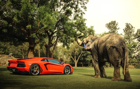 Picture the sky, trees, orange, elephant, shadow, lamborghini, side view, orange