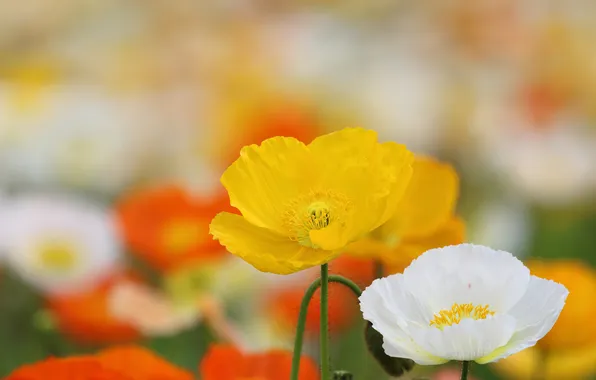 Macro, Maki, petals, meadow