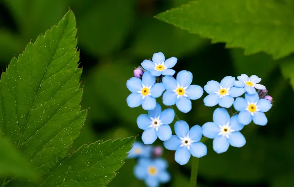 Greens, summer, leaves, flowers, blue, heart, forget-me-nots