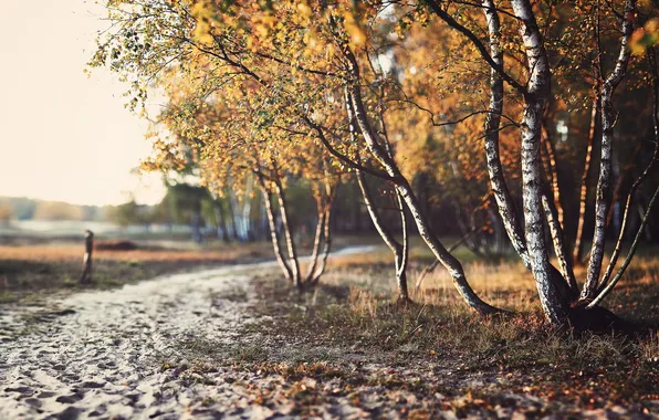 Nature, the city, Park