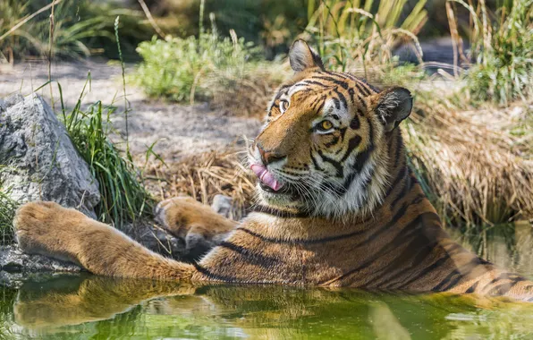 Language, cat, tiger, bathing, ©Tambako The Jaguar