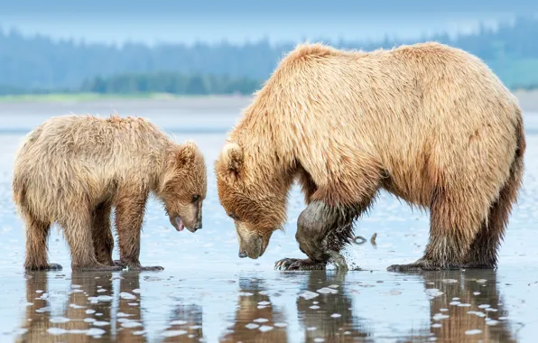 Picture USA, Alaska, animals, wildlife, bears, Lake Clark National Park and Preserve, ...Brown bear mother and …