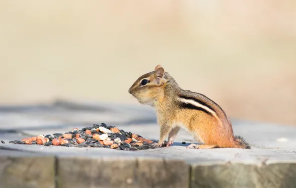 Nature, pose, background, stump, muzzle, tail, profile, animal