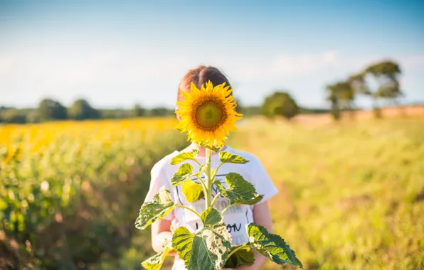 Picture summer, child, sunflower, petals, girl