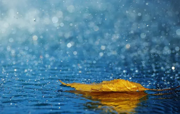 Picture autumn, squirt, sheet, rain