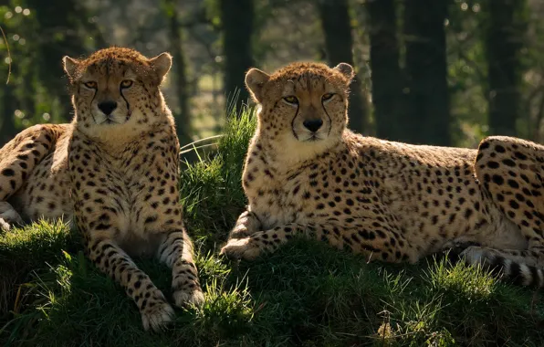 Forest, grass, stay, pair, Cheetah, lie, cheetahs, two Cheetah