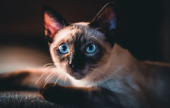 Cat, cat, look, face, lies, black background, blue eyes, Siamese