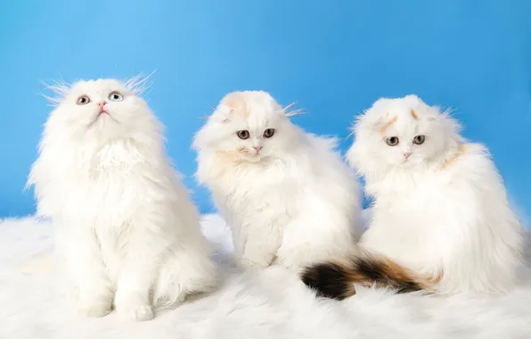 Cat, cat, look, cats, pose, kitty, kittens, face
