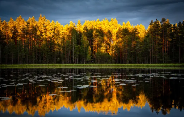 Picture forest, landscape, nature, tree