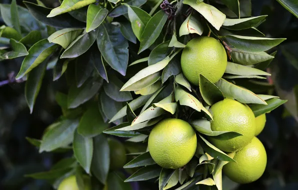 Leaves, branch, Lemon, tree.