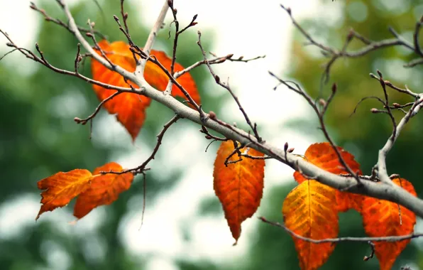 Autumn, leaves, nature