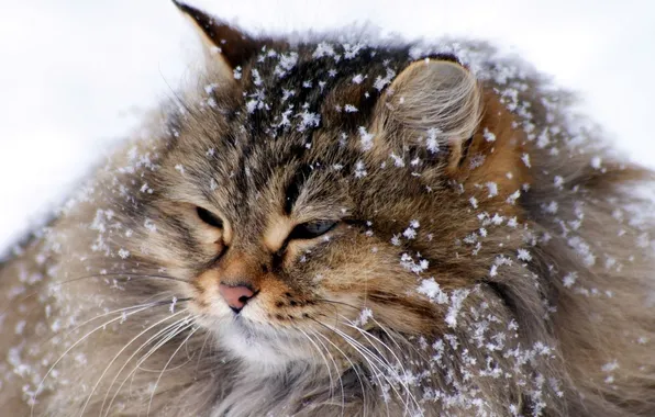 Snow, Cat, Maine Coon