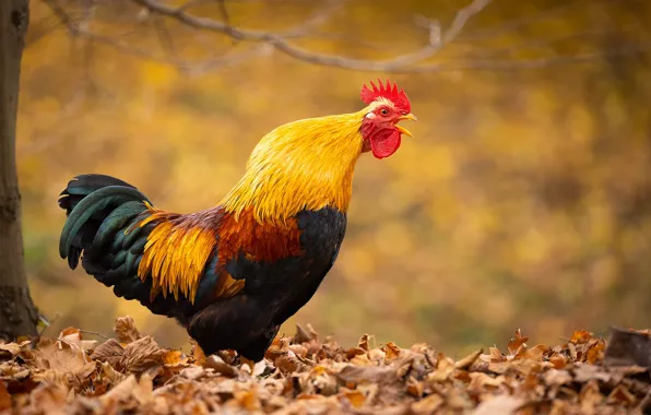 Picture autumn, leaves, nature, bird, cock