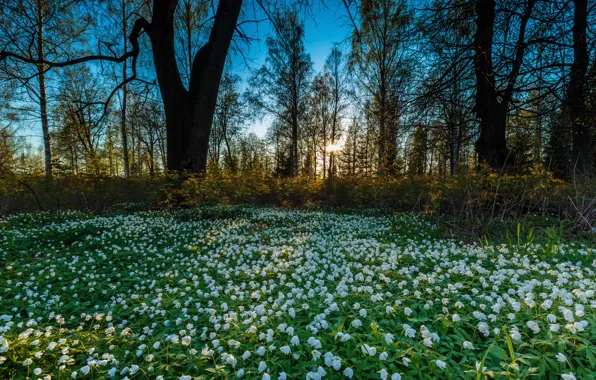 Forest, flowers, nature, spring