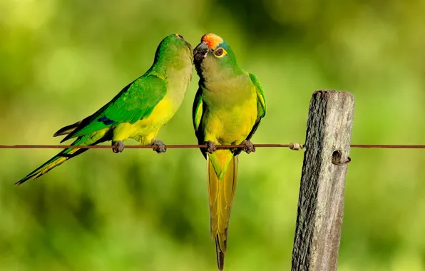 Wire, kiss, the fence, parrot