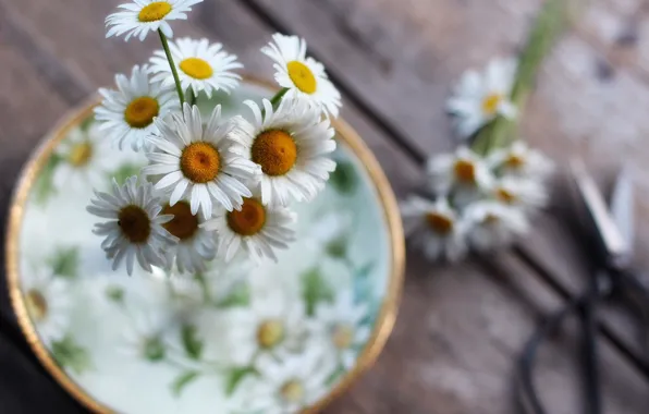 Chamomile, saucer, bokeh