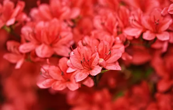 Flowers, Azaleas, beautiful