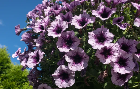 The sky, flowers, blue, Bush, garden, purple, flowerbed, a lot