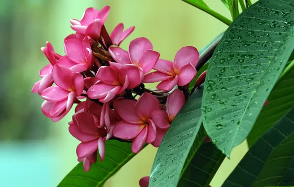 Leaves, drops, flowers, branch, pink, flowering, plumeria, frangipani