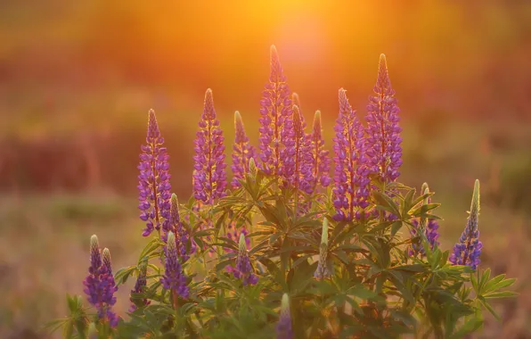 Light, flowers, lupins